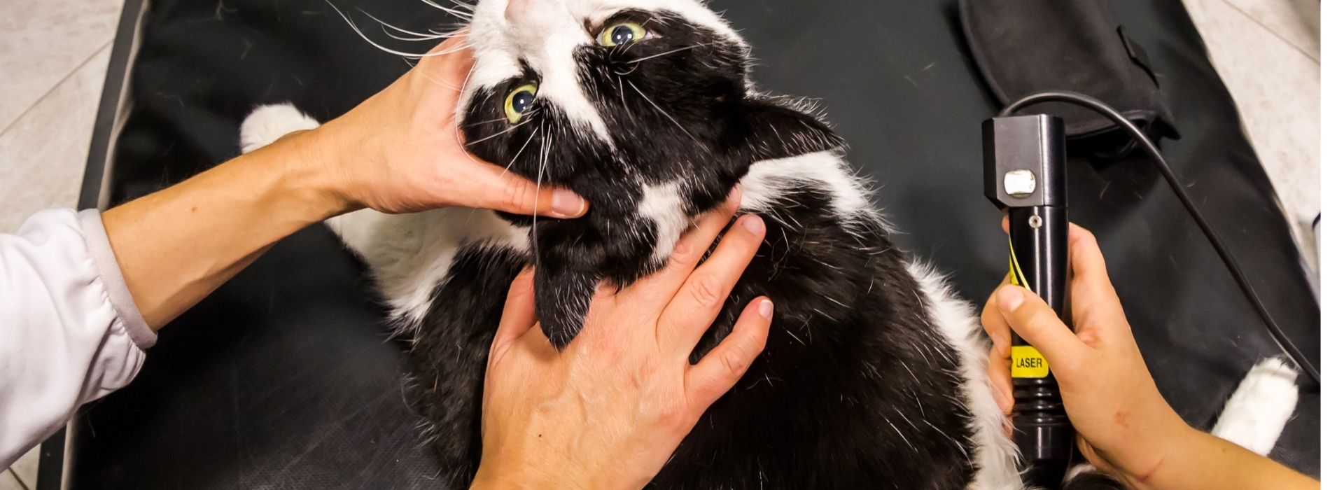 Pet Laser Therapy Algonquin, IL 60102 All Paws