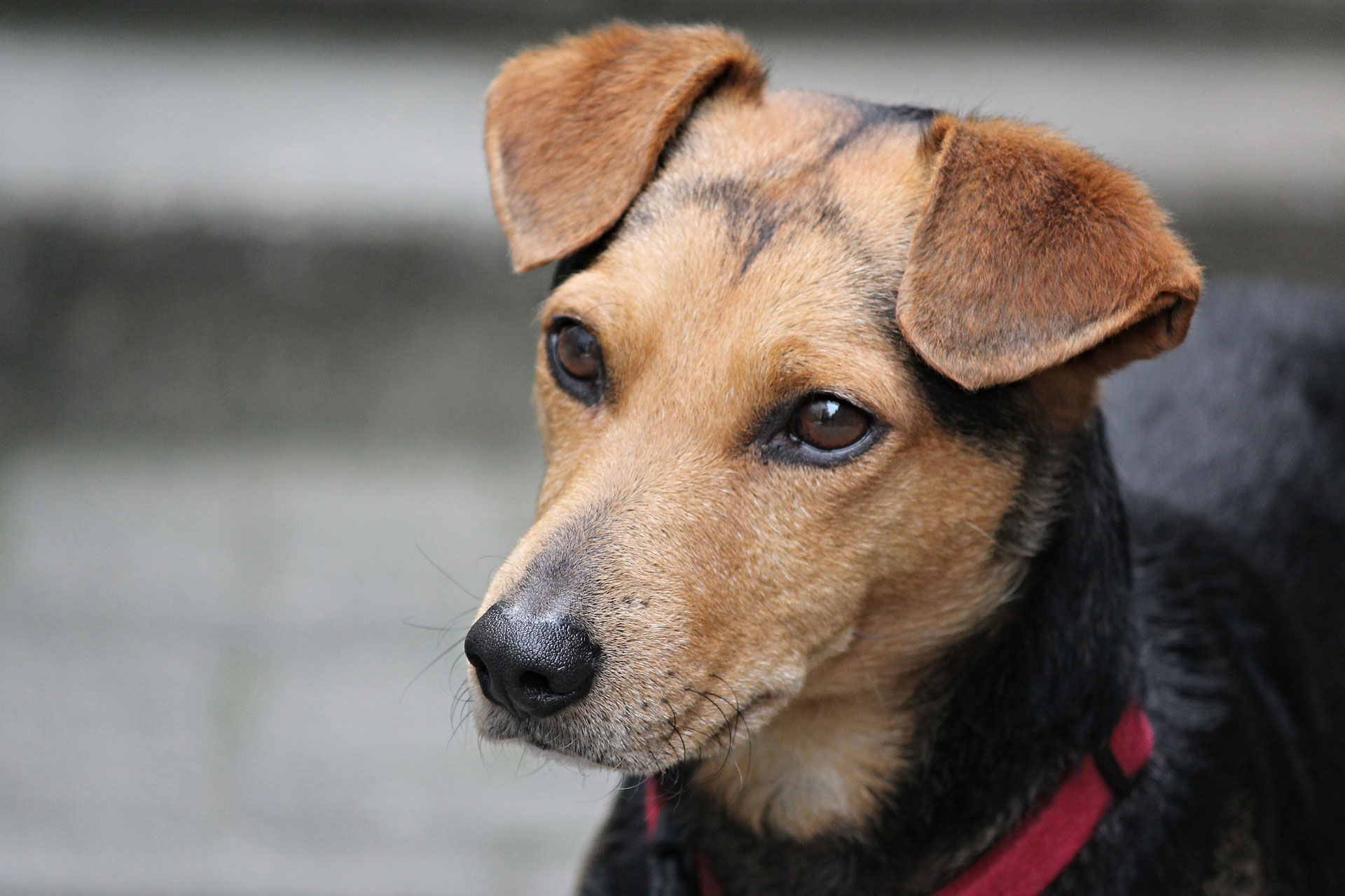 Algonquin, IL Veterinary Blog All Paws Veterinary Clinic